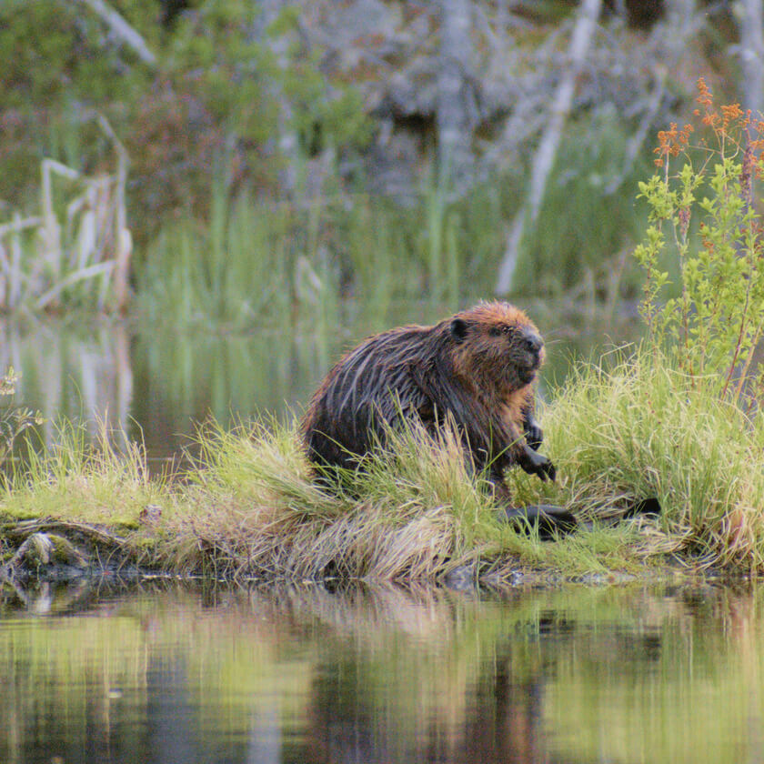 Beaver Grass