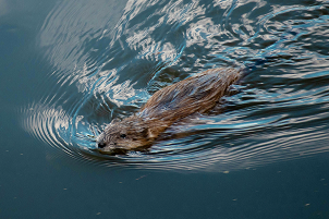 Beavers