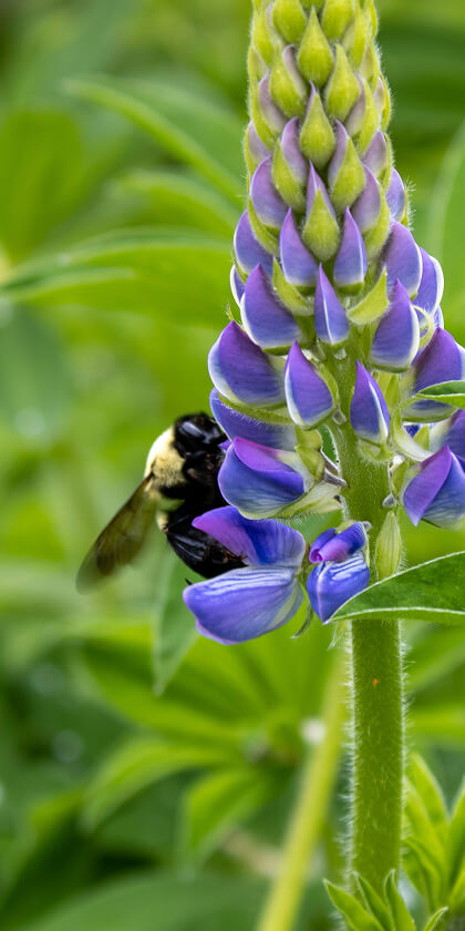 Bee