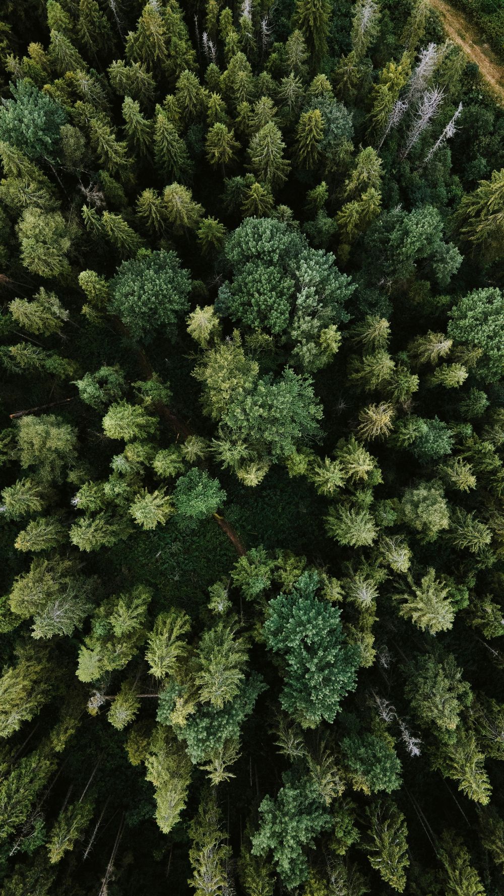 Tree Photo For Page, Compressed