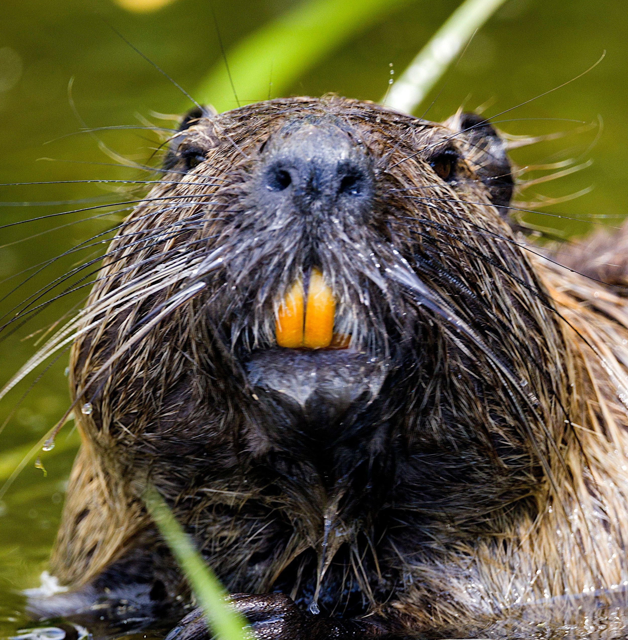 Beaver Updated 4, Home Page, Zoomed