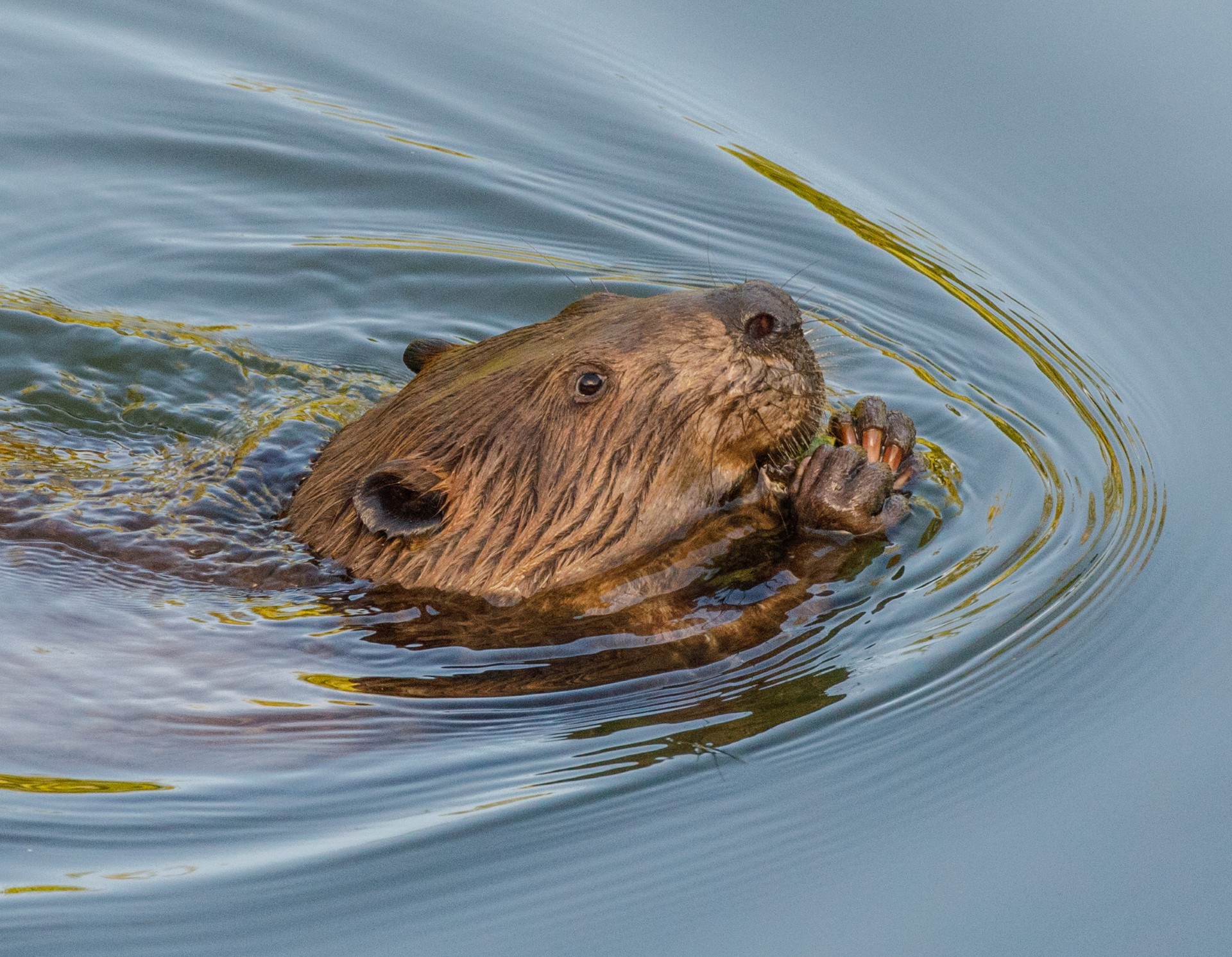 Beaver Pic, 1