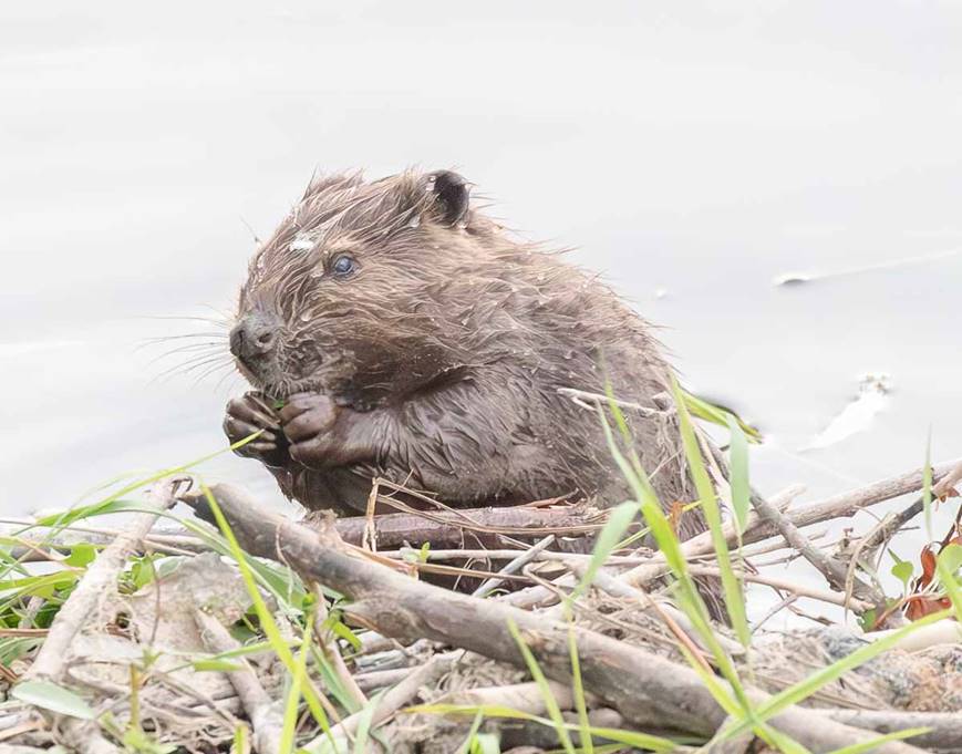 Beaver Pic, 2
